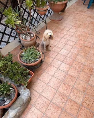 barboncino toy 