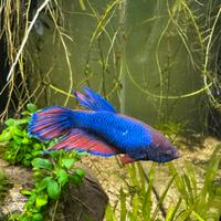 Pesci betta femmine e maschi