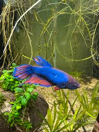 Pesci betta femmine e maschi