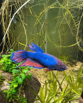 Pesci betta femmine