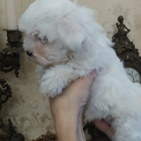 Cucciola Maltese