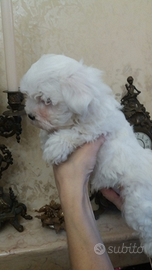 Cucciola Maltese