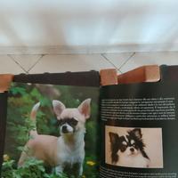 Libro Chihuahua formato 22x24