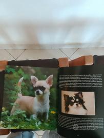 Libro Chihuahua formato 22x24