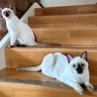 Cuccioli Thai (siamese tradizionale)
