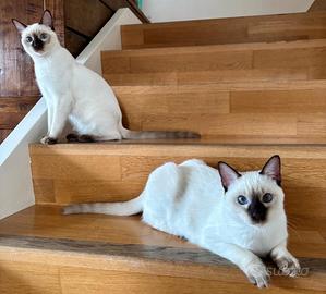 Cuccioli Thai (siamese tradizionale)