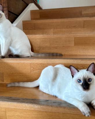 Cuccioli Thai (siamese tradizionale)