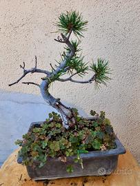 Bonsai Pino Pentaphylla – 10 anni