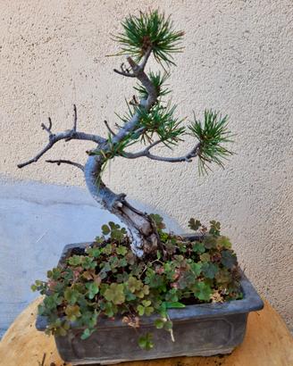 Bonsai Pino Pentaphylla – 10 anni