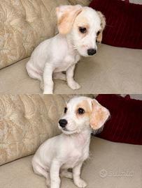 Chipoo