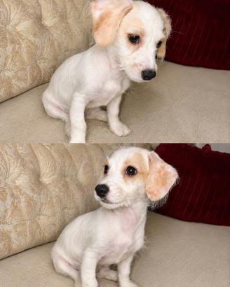 Chipoo