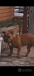 Animali