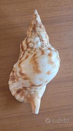 Conchiglia marina gigante 25 cm collezione