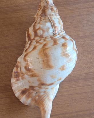 Conchiglia marina gigante 25 cm collezione