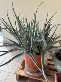 aloe vera / grande vaso con tante piante