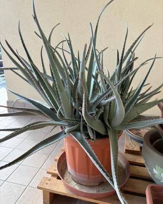 aloe vera / grande vaso con tante piante