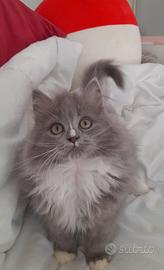 Cucciolo British Blue