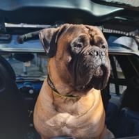 Bullmastiff per monta