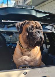 Bullmastiff per monta