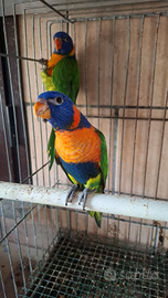 Pappagallo lori rubitorqis allevato a mano