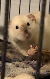 Ratti dumbo siamesi maschi