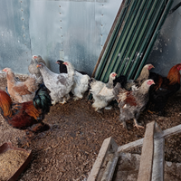 Galli,galline polli Brahma