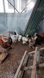 Galli,galline polli Brahma