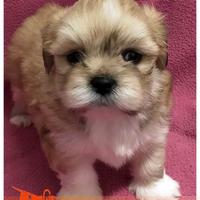 Cuccioli di LHASA APSO