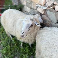 Montone