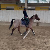 Doppio pony olandese