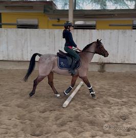 Doppio pony olandese