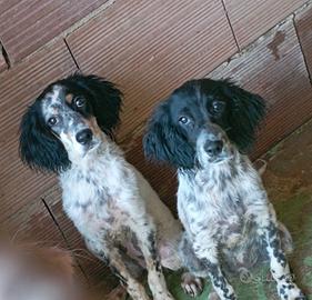 Setter inglese