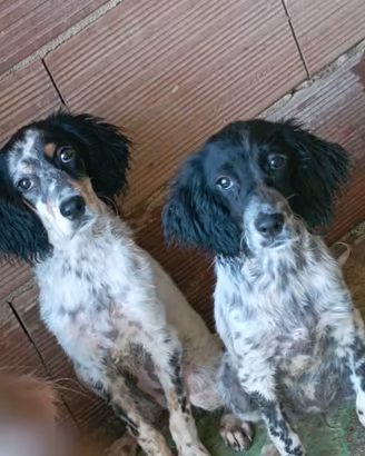 Setter inglese