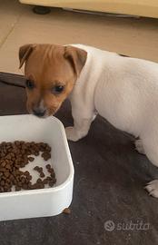 Cucciola di Jack Russell
