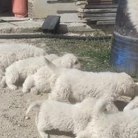 Cuccioli di pastore maremmano abruzzese