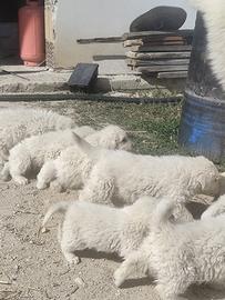 Cuccioli di pastore maremmano abruzzese