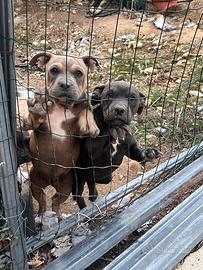 American Bully Pocket abkc
