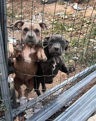 American Bully Pocket abkc