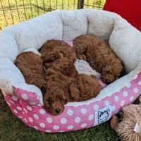 Cuccioli barboncini maschi e femmine