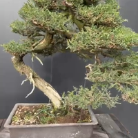 Bonsai di cipresso toscano