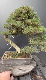 Bonsai di cipresso toscano