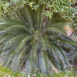 cycas palma su vaso