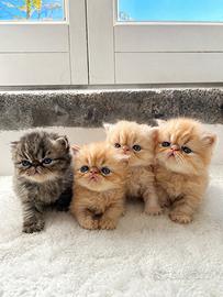 Cuccioli di Gatto Persiano