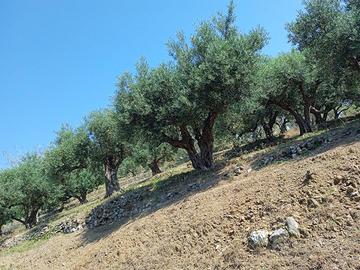Terreni Agricoli Santo Stefano Briga, Messina