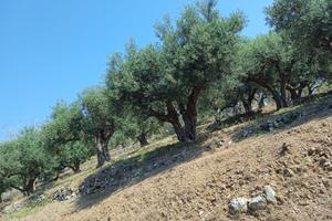 Terreni Agricoli Santo Stefano Briga, Messina
