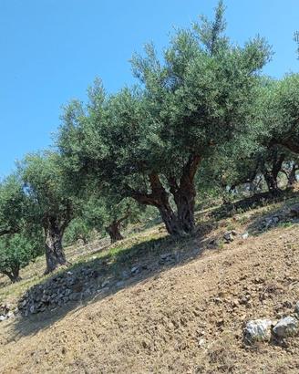 Terreni Agricoli Santo Stefano Briga, Messina