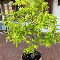 Albero pianta agrumi Pompia citrus monstruosa 180