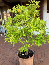 Albero pianta agrumi Pompia citrus monstruosa 180
