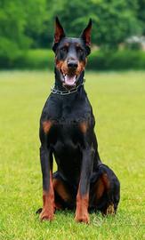Cuccioli Dobermann Europeo