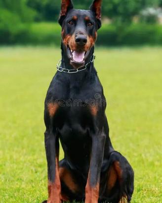 Cuccioli Dobermann Europeo